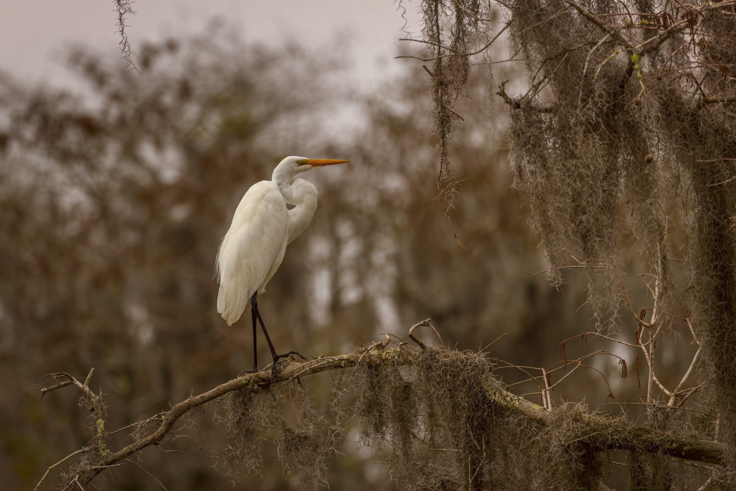 Great egret, Okefenokee Swamp
