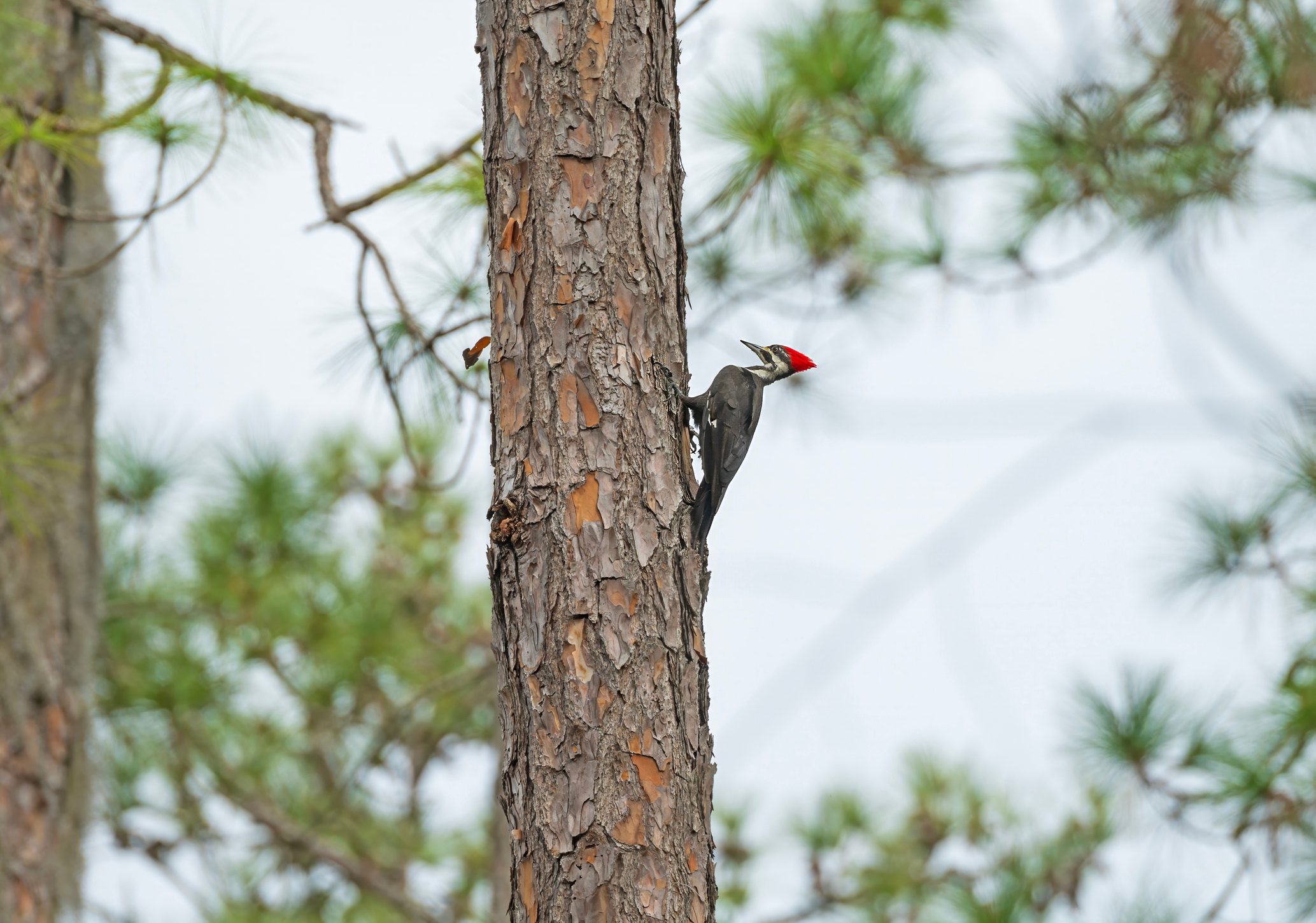 Pileated woodpecker, Okefenokee Swamp