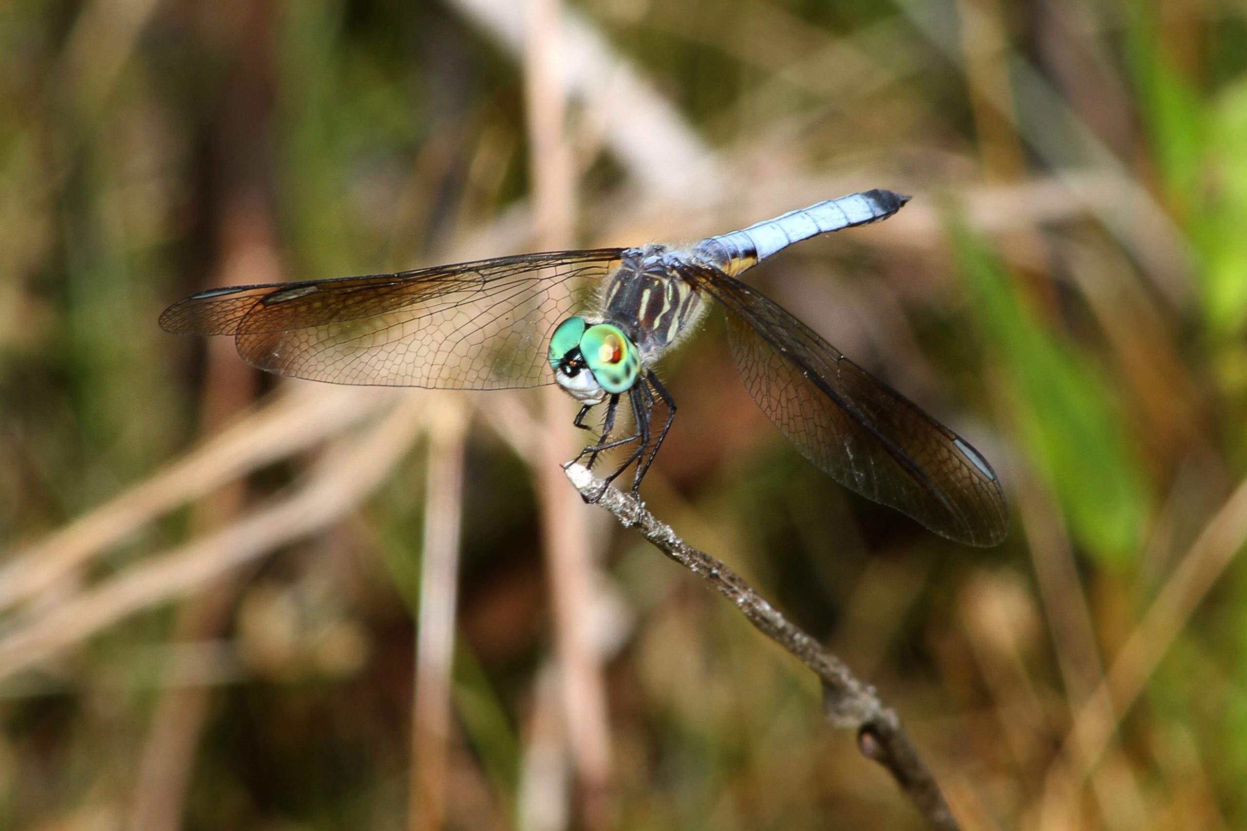 Dragonfly, Okefenokee Swamp