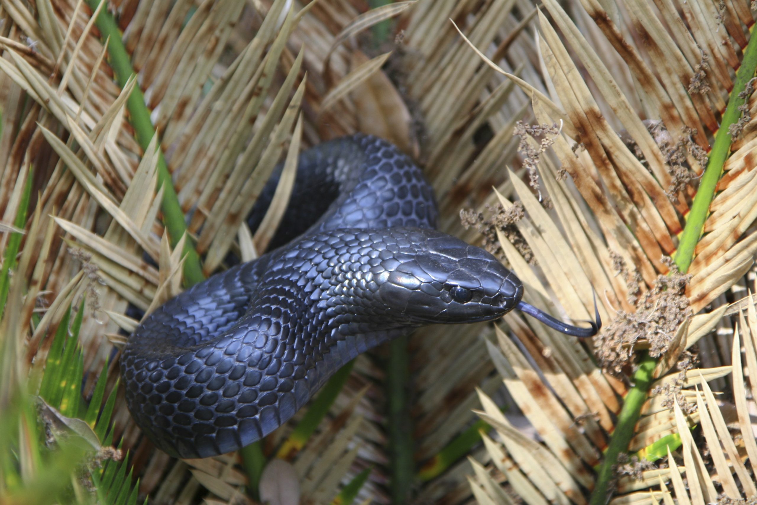 Eastern indigo snake