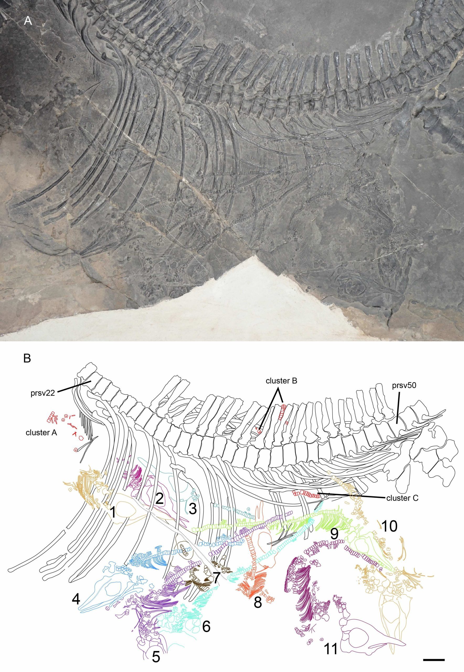 Foetuses and foetal clusters of Mixosaurus panxianensis