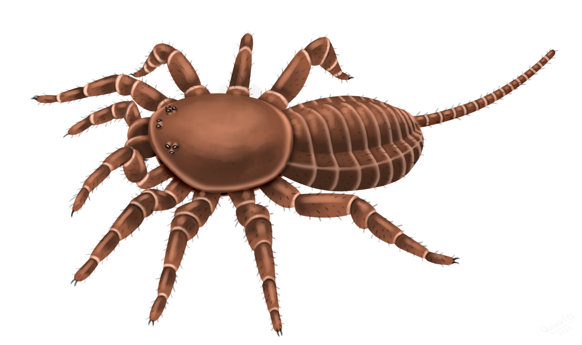 Attercopus uraraneids