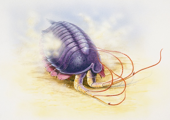 Leanchoilia