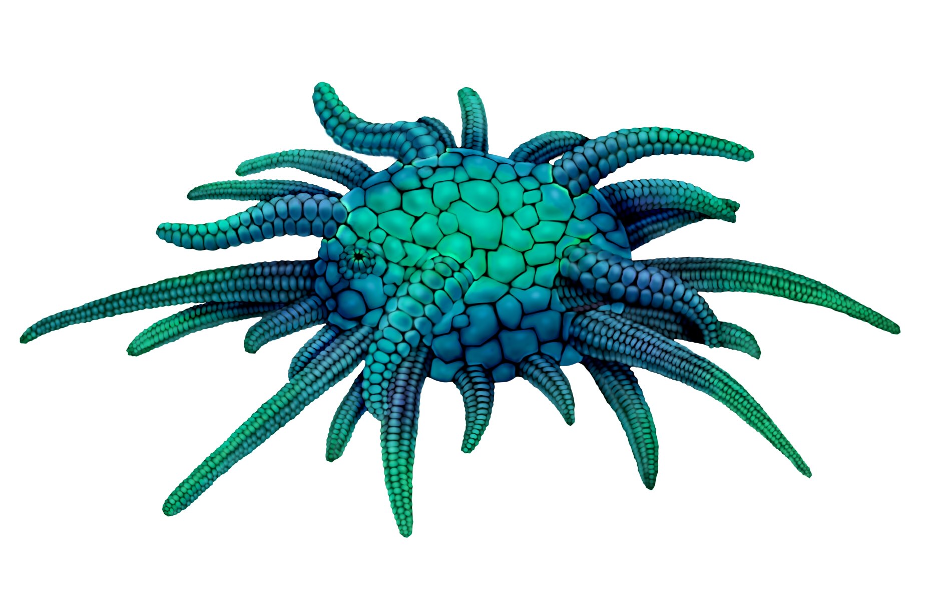 Sollasina cthulhu