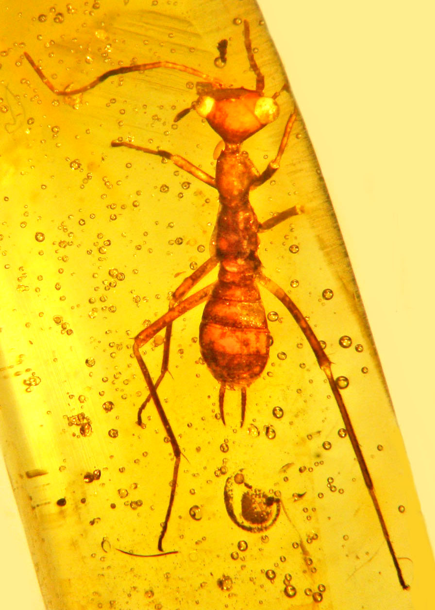 Aethiocarenus burmanicus