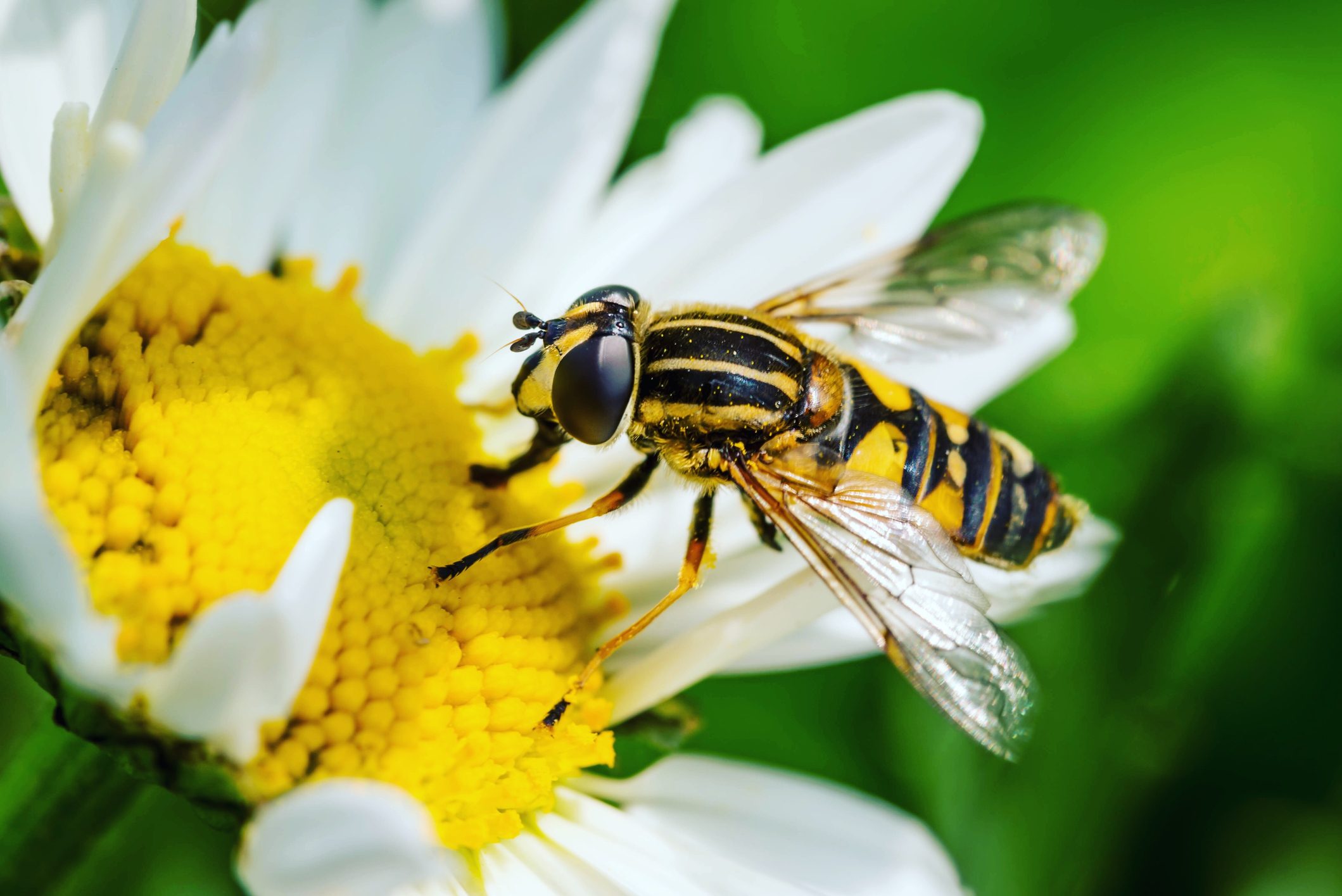 Wasp