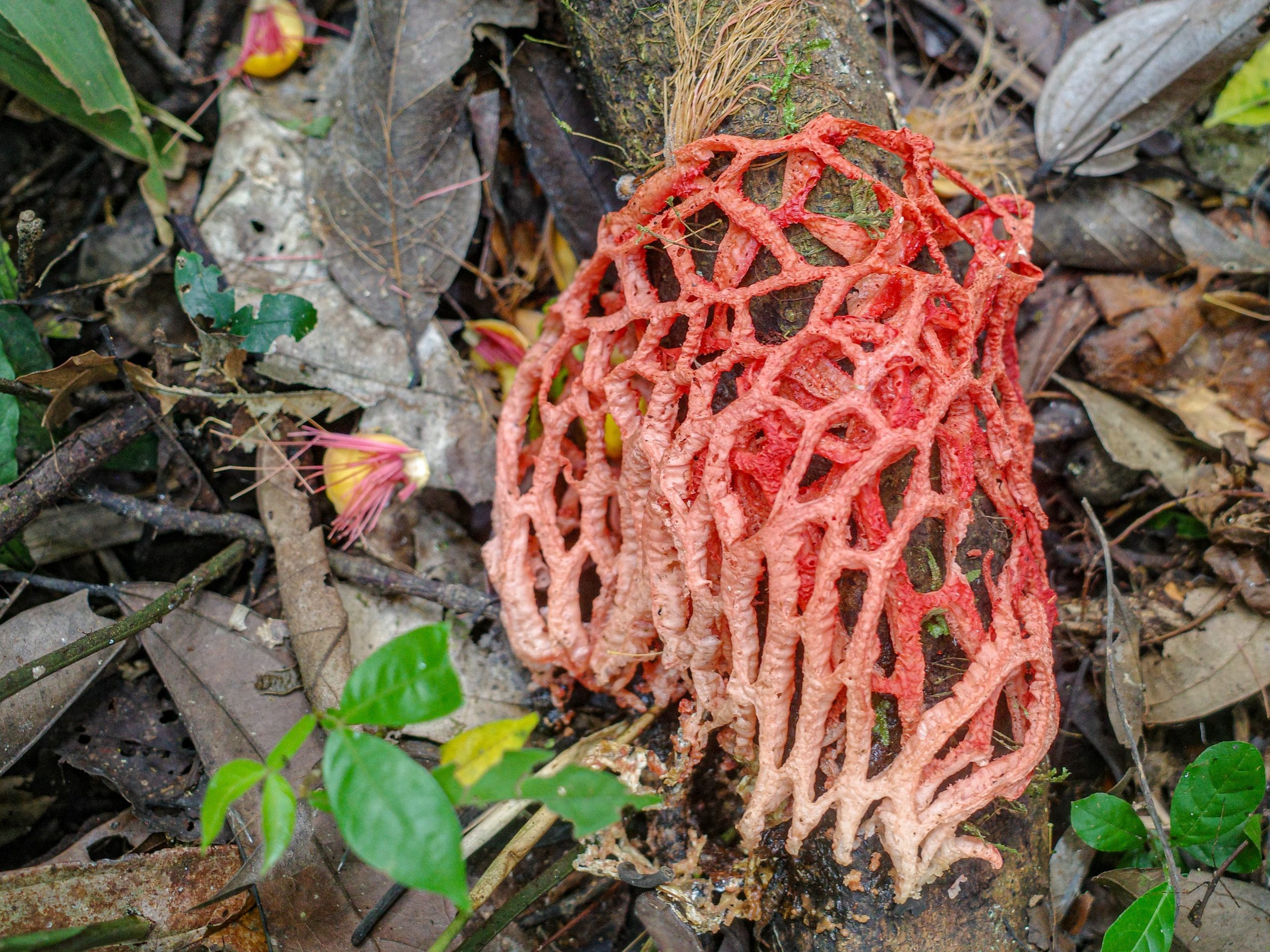 Stinkhorn Fungi, Dictyophora indusiata, in the Amazon rainforest.