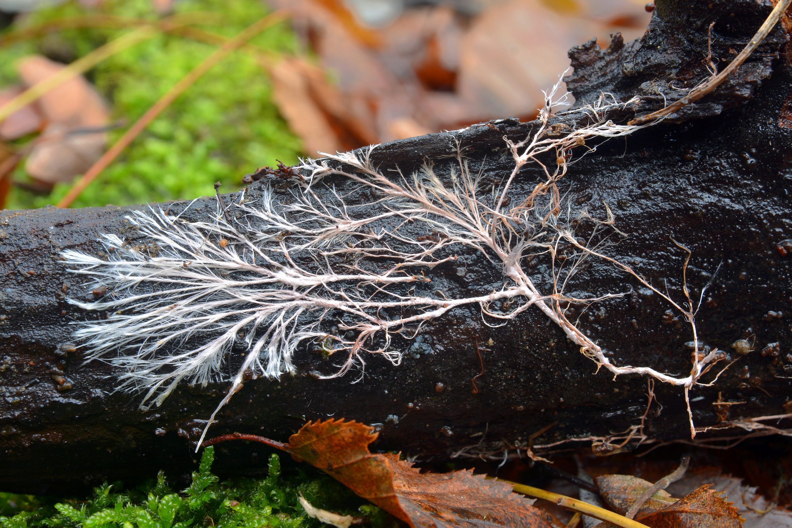 Rizomorph mycelial cord on dead wood.