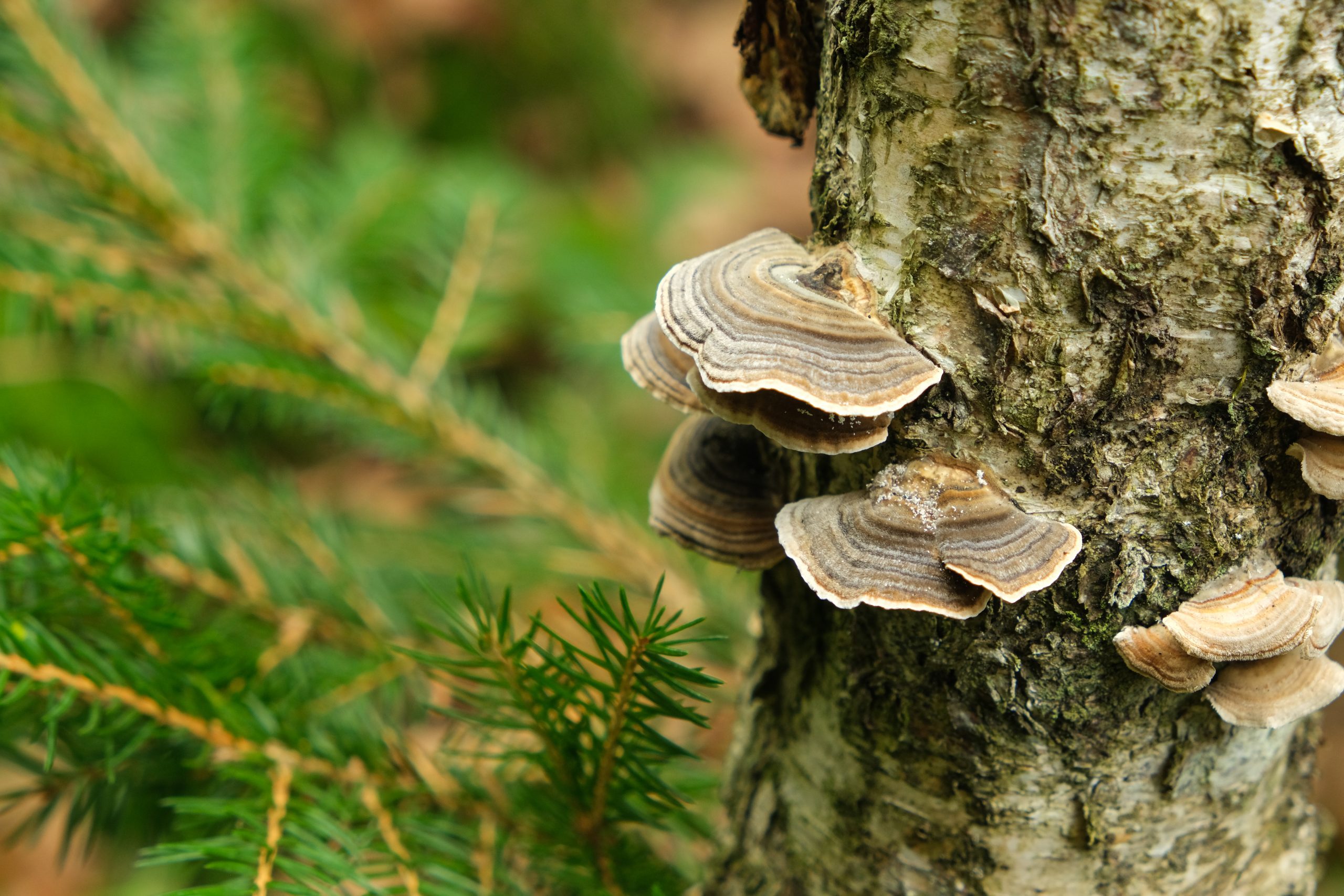 Wild Turkey Tail Mushrooms Growing on Tree Trunk in Forest