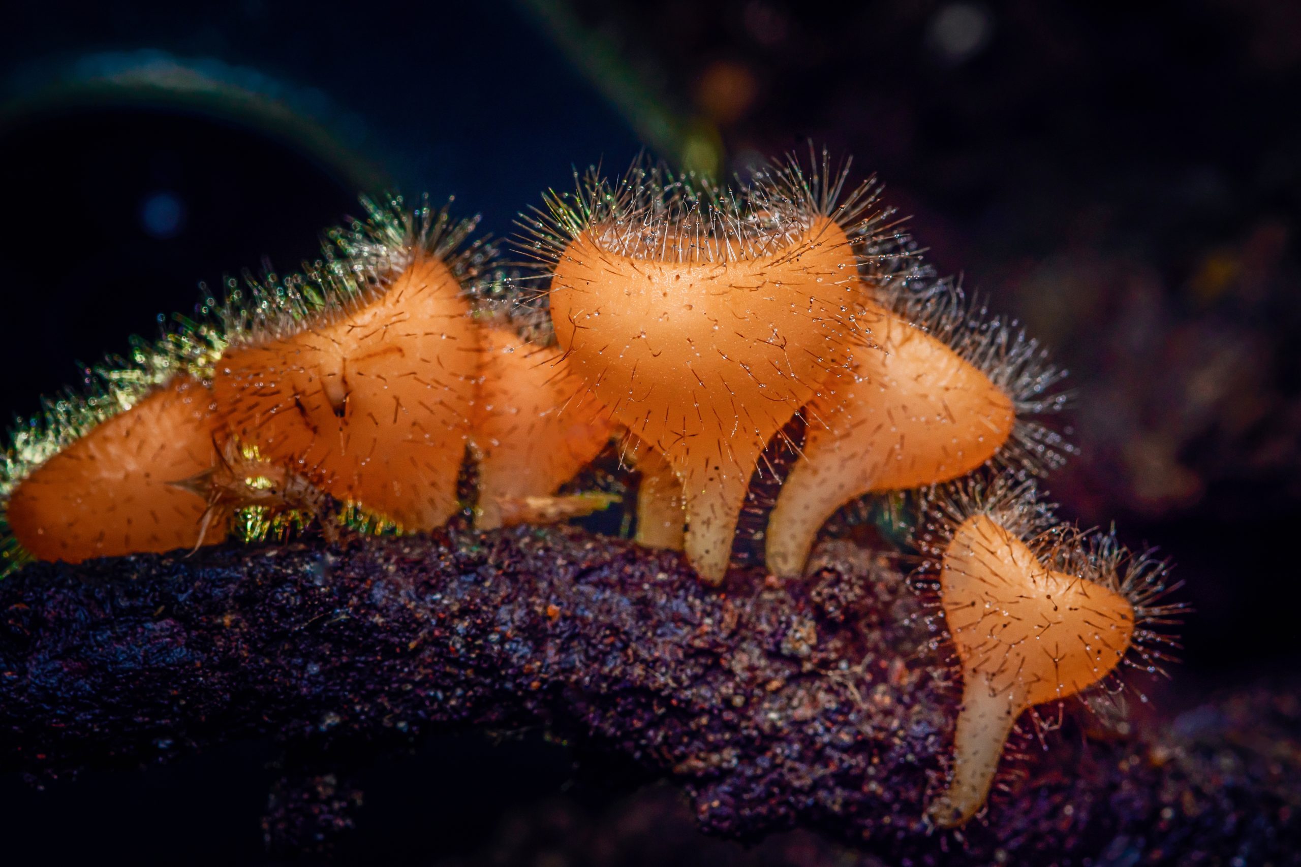Exotic orange slime mold with hair-like filaments growing on a dark wooden branch.
