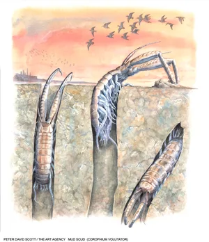 What is a mud scud and where does it live?