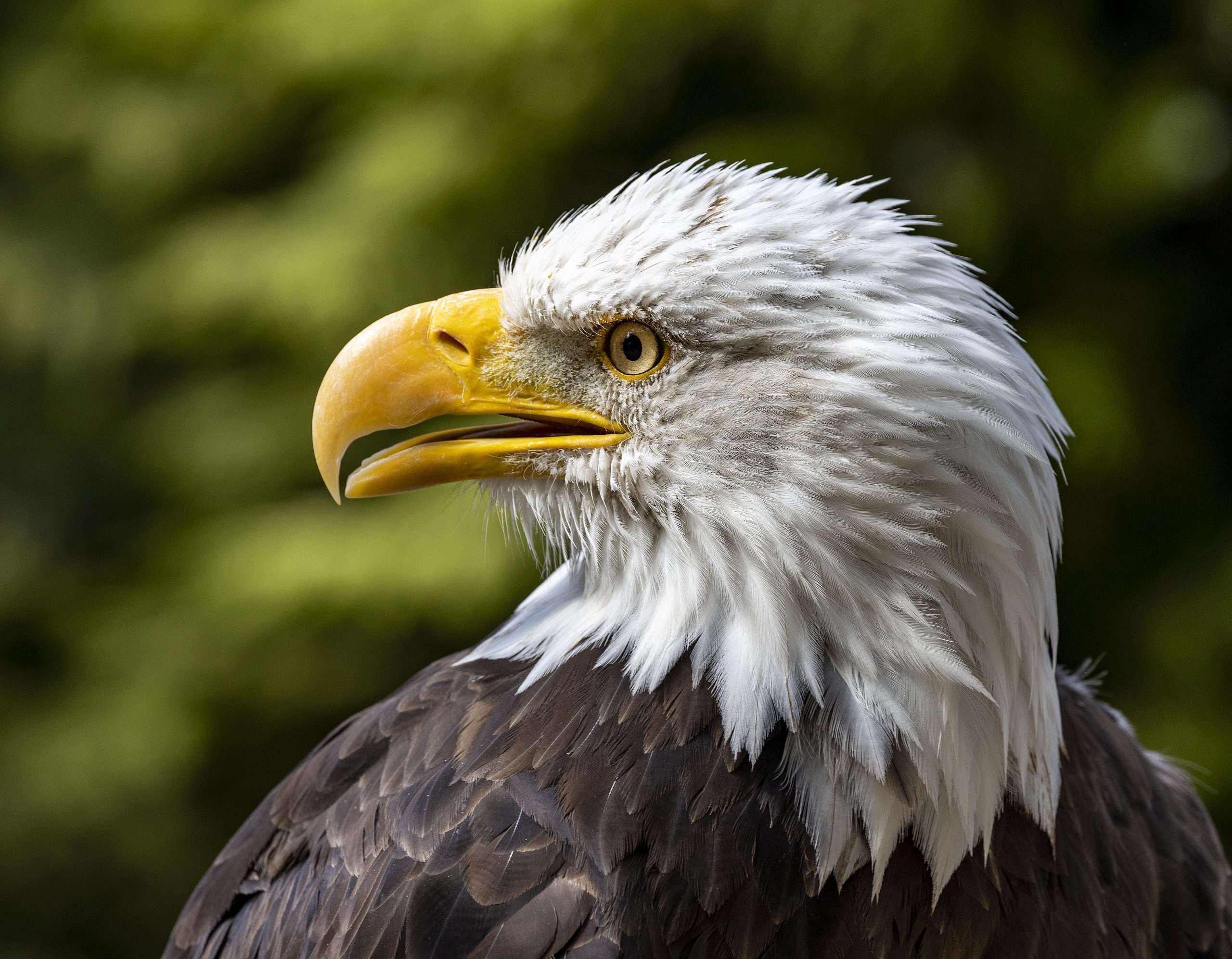 Bald Eagle