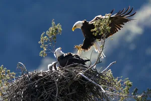 Bald Eagle Bald Eagle and chicks