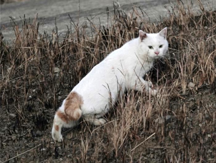 A short-tailed domestic cat photographed on Tsushima