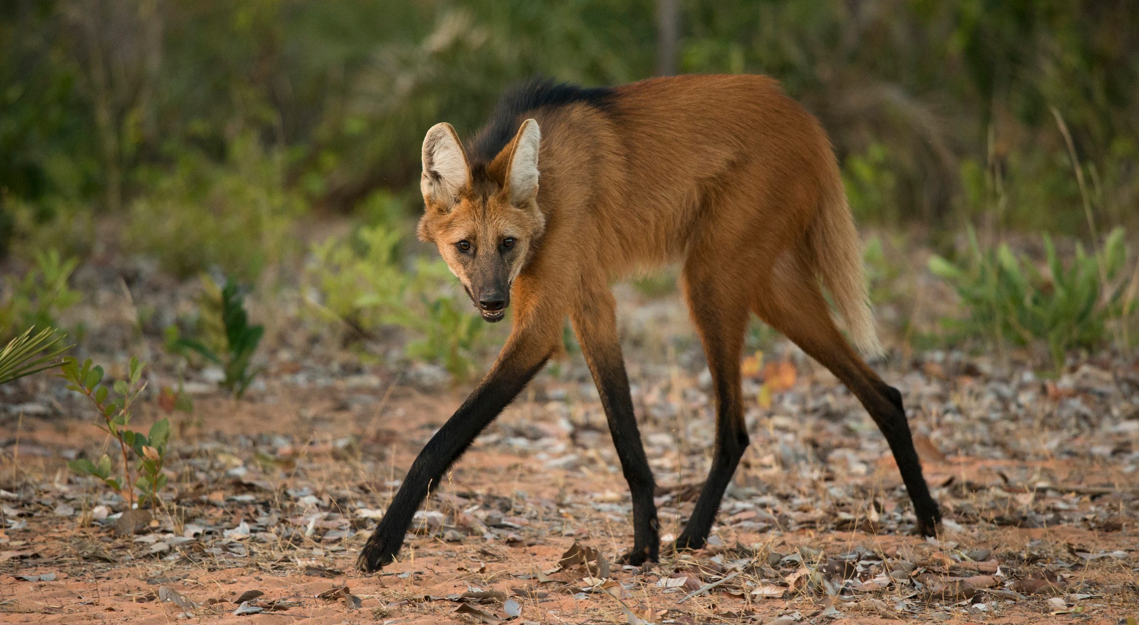 Maned Wolf walks on trail Cerrado, Brazil