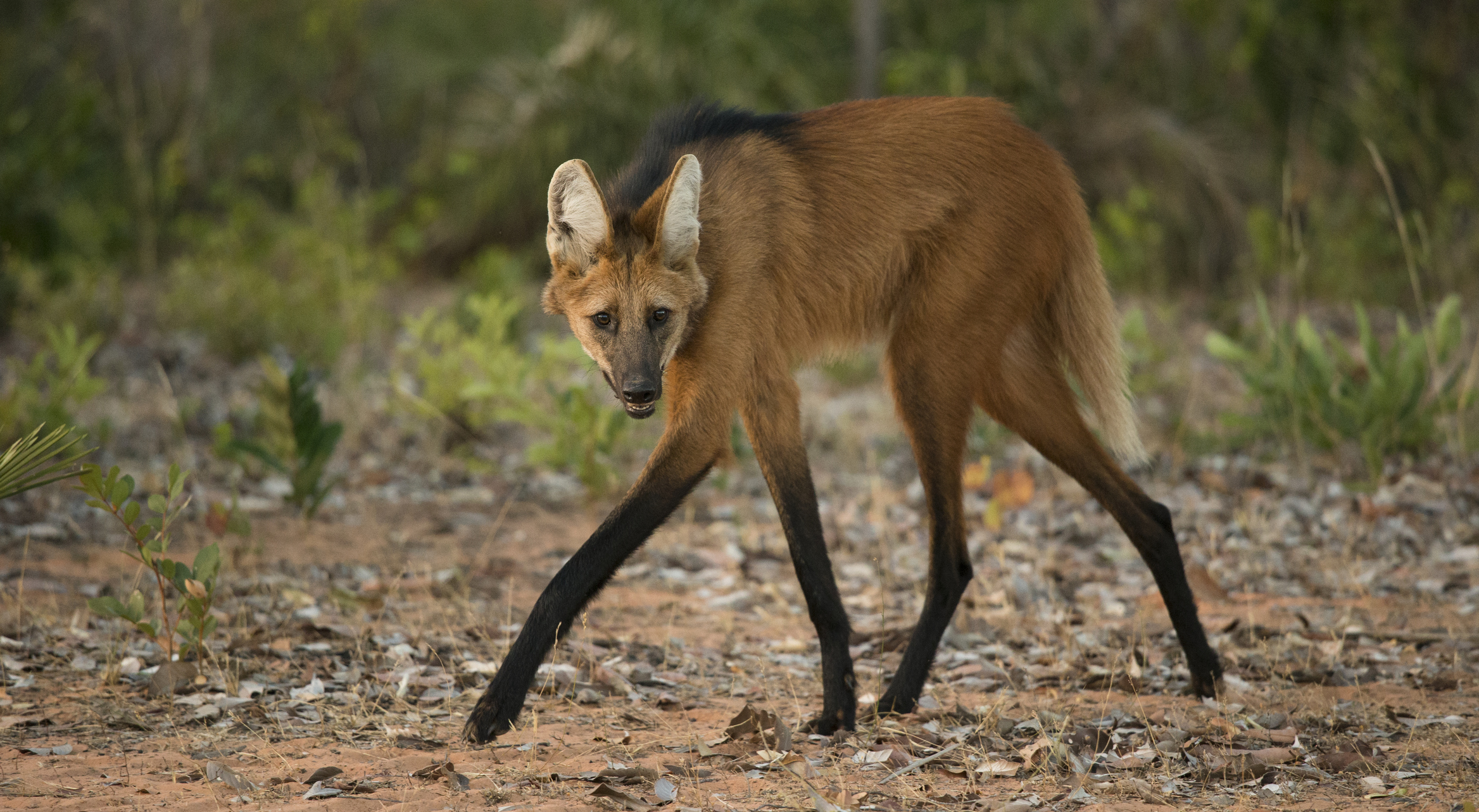 Maned Wolf walks on trail Cerrado, Brazil