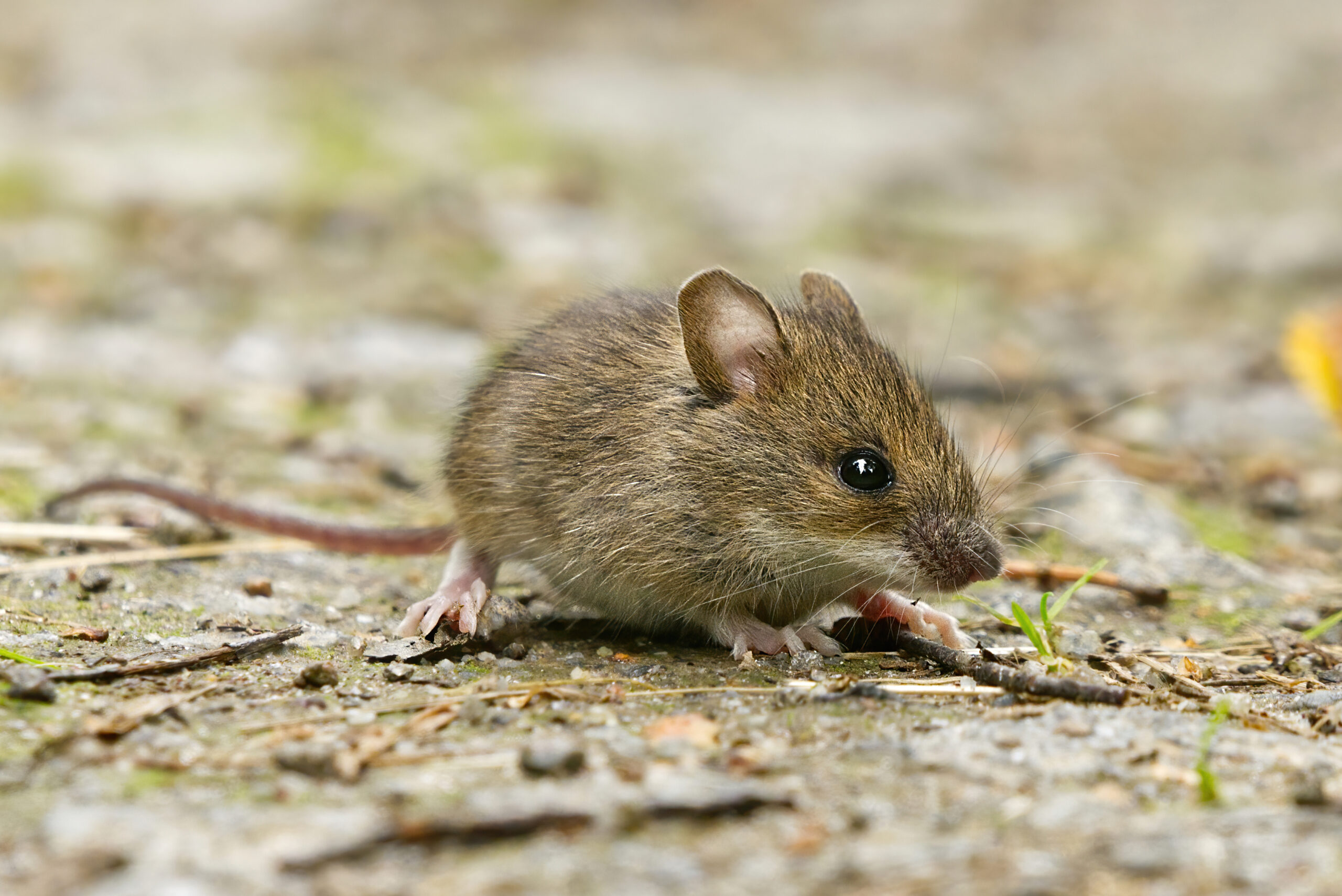 Close up of a house mouse