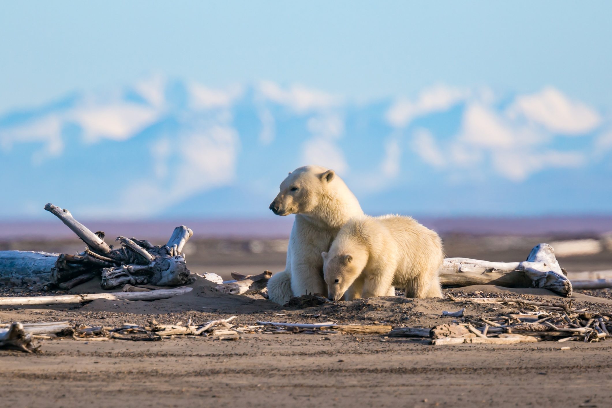 Polar bears in arctic Alaska