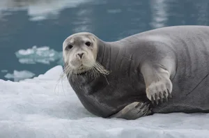 Bearded-seal-on-an-iceberg-in-Svalbeard-Norawy.-Fabrice-Guerin_Getty_623_0-f02791a