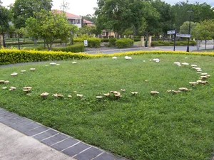 Fairy ring
