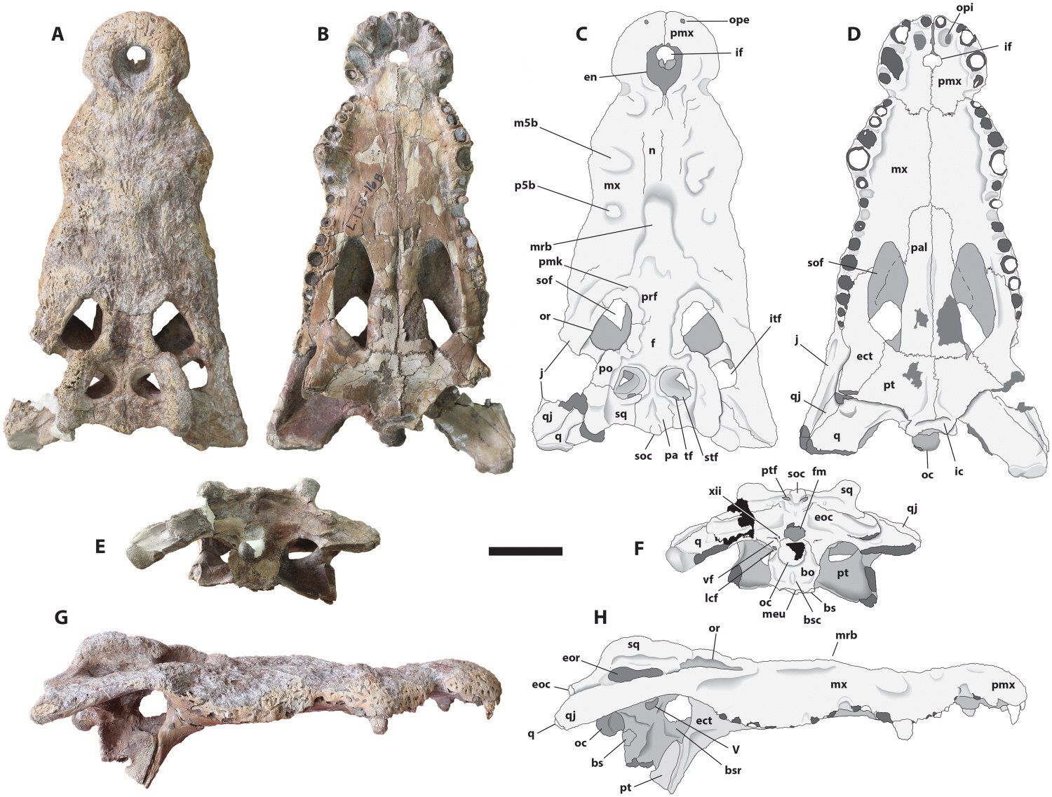 Crocodylus lucivenator skull