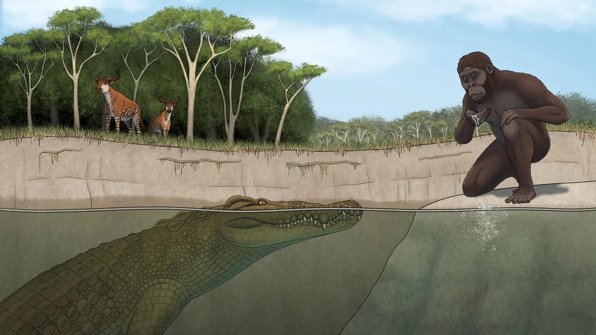 “It would have seen Lucy and thought, ‘Dinner.’” The newly-discovered prehistoric monster croc that would have terrified – and hunted – humans - BBC Wildlife Magazine image