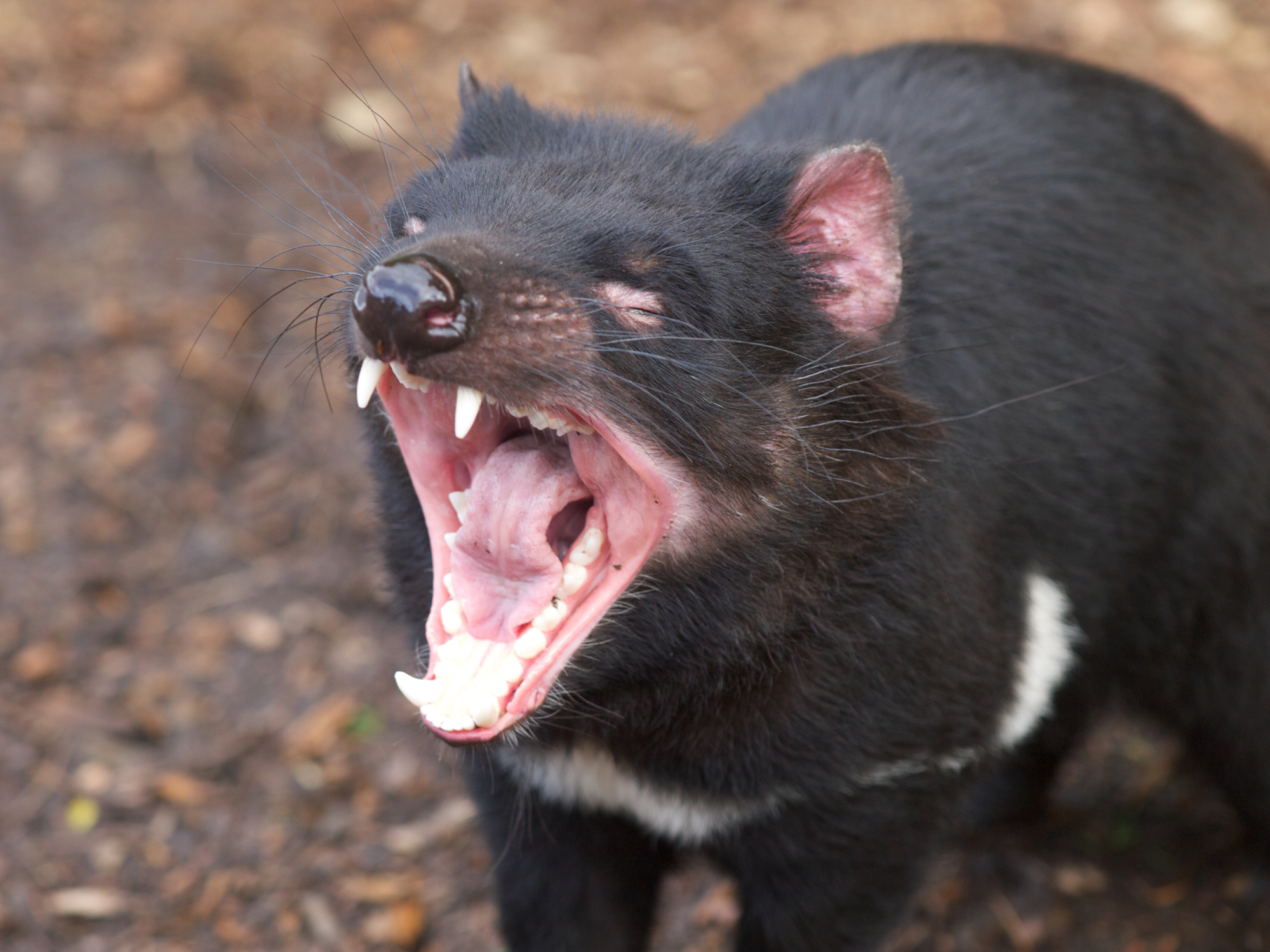 Tasmanian devil