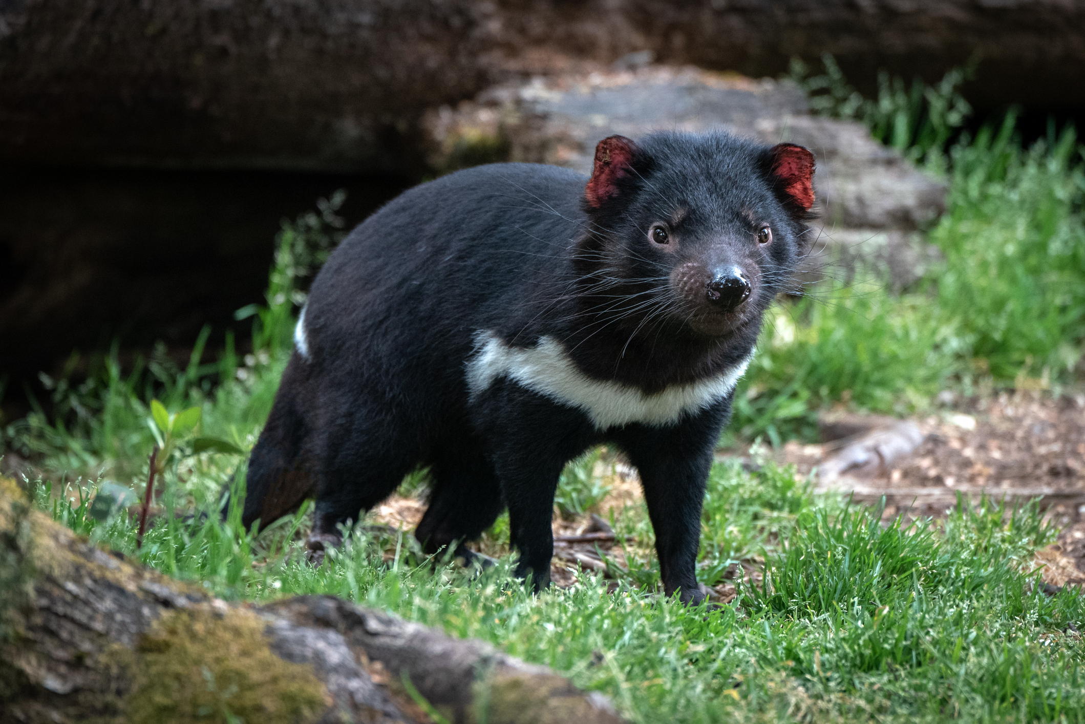 Tasmanian devils