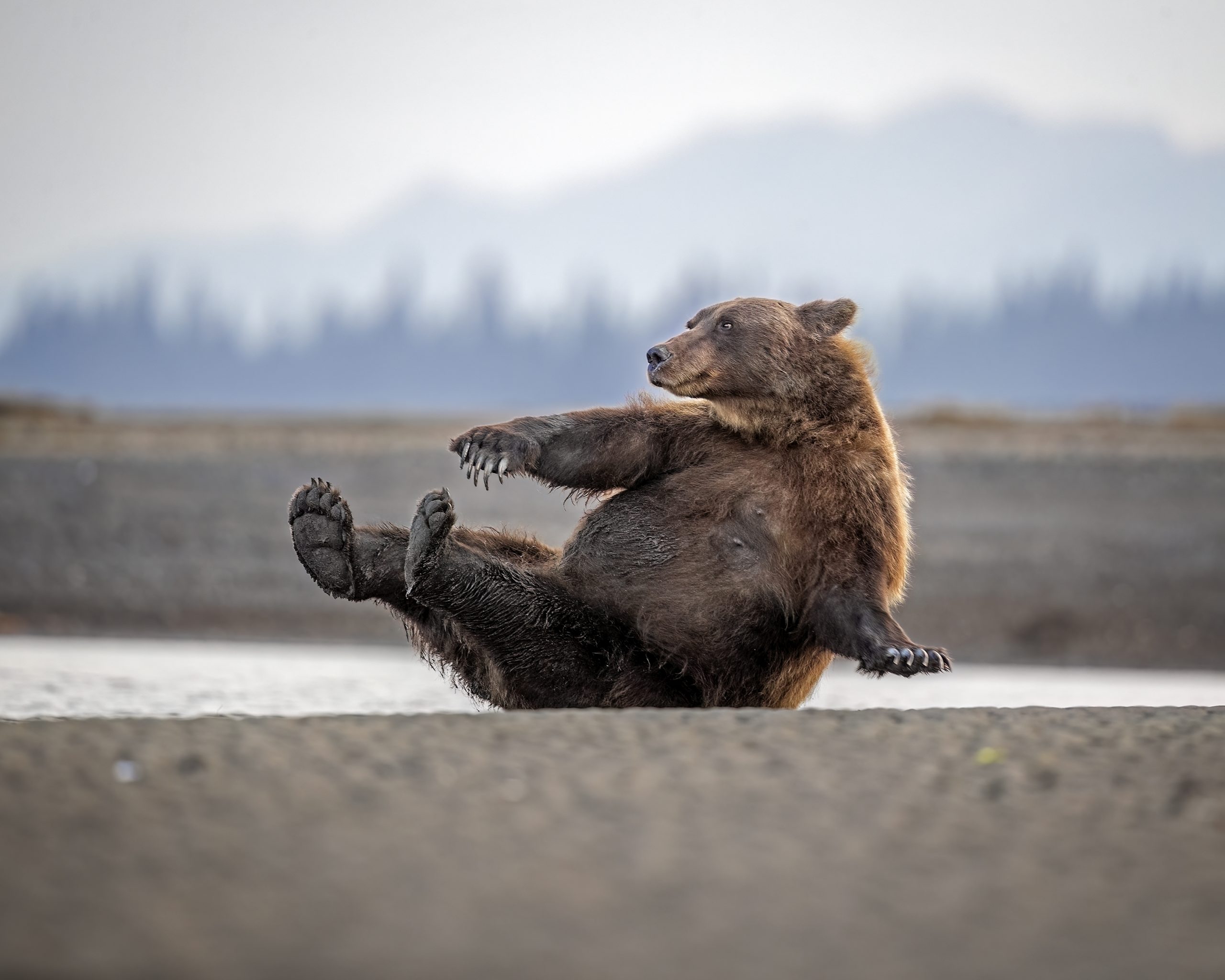 Credit: Scott-Suriano/Nikon Comedy Wildlife Awards