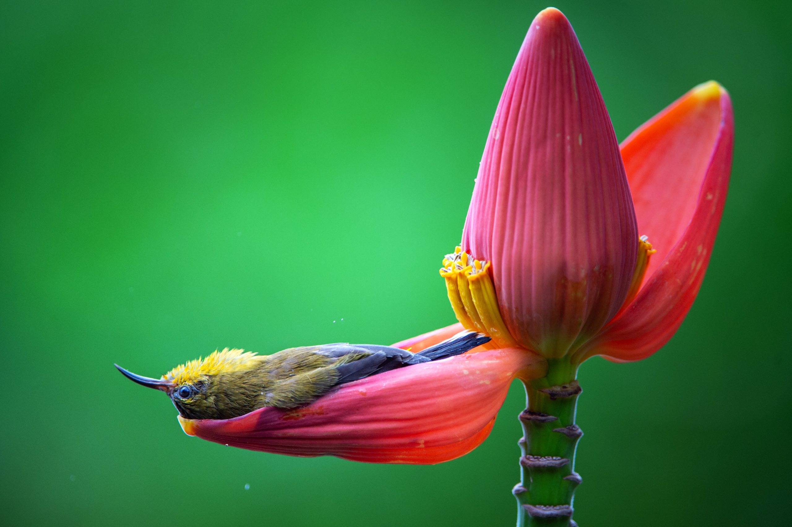 Credit: Thong Duy Vu/Nikon Comedy Wildlife Awards