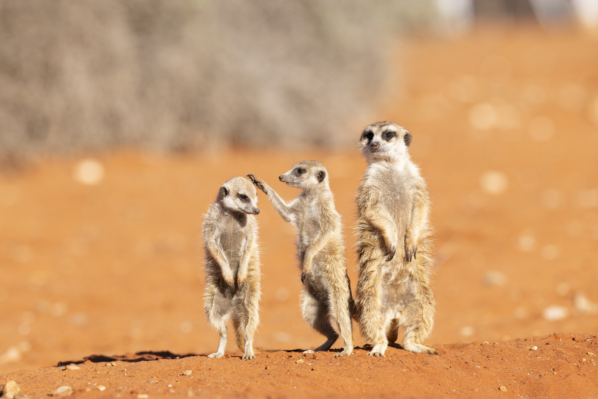 Credit: Subi Sridharan/Nikon Comedy Wildlife Awards