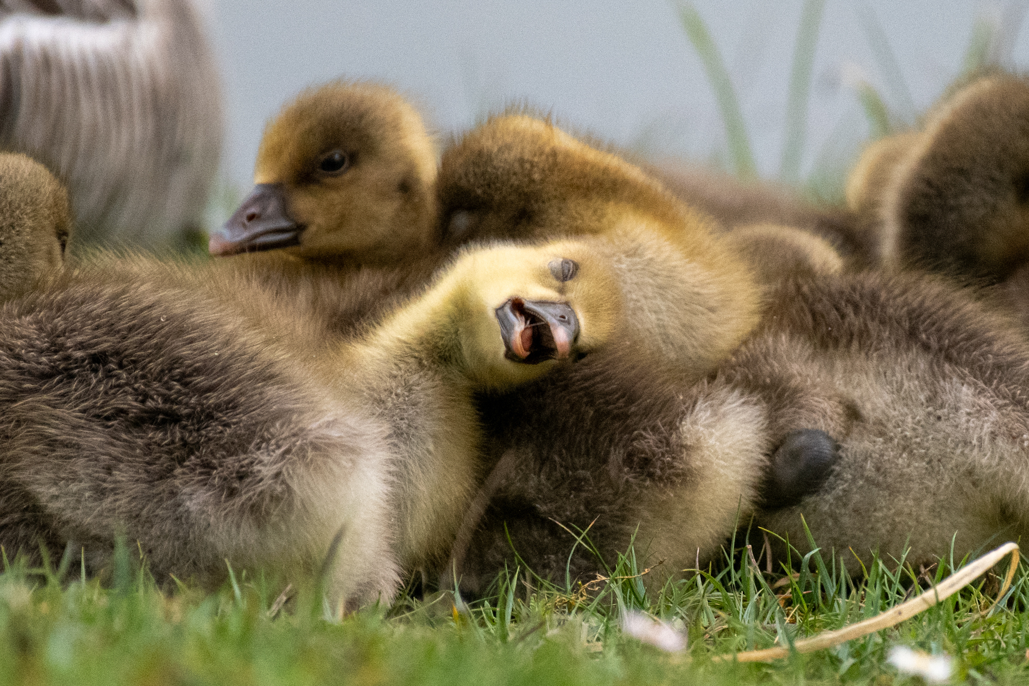 Announcing the funniest animal photos of 2026 (number 7 is completely hilarious)