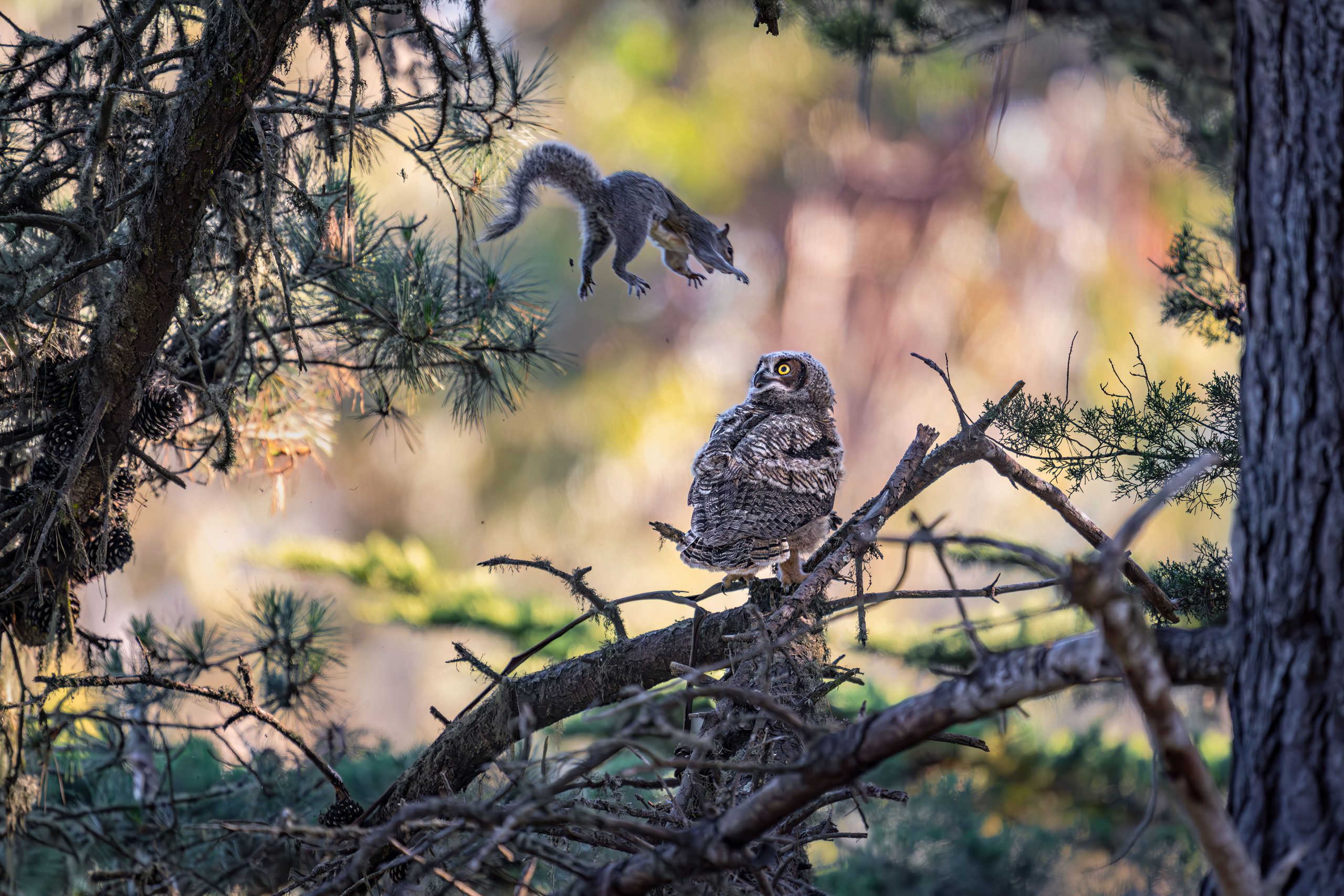 Credit: Kevin Lohman/Nikon Comedy Wildlife Awards