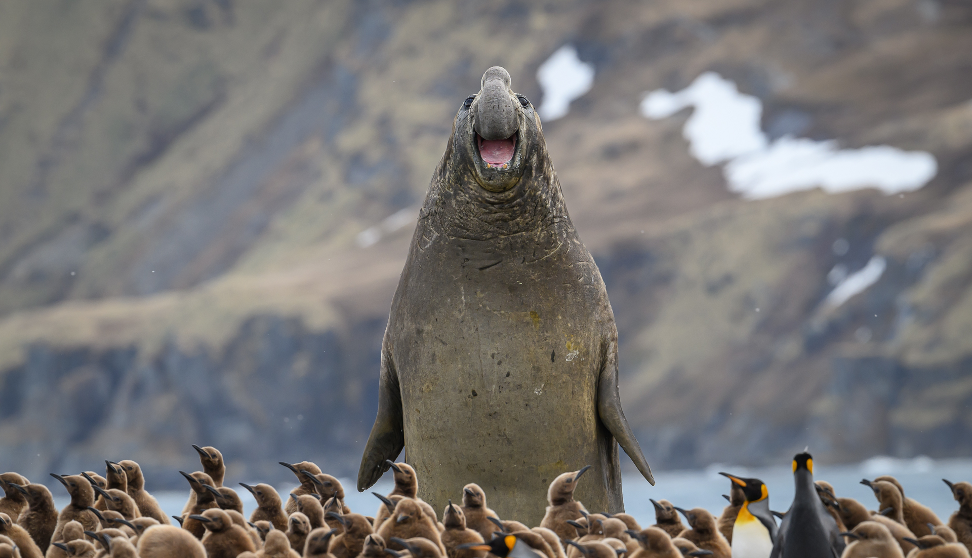 Credit: Marek-Jackowski/Nikon Comedy Wildlife Awards
