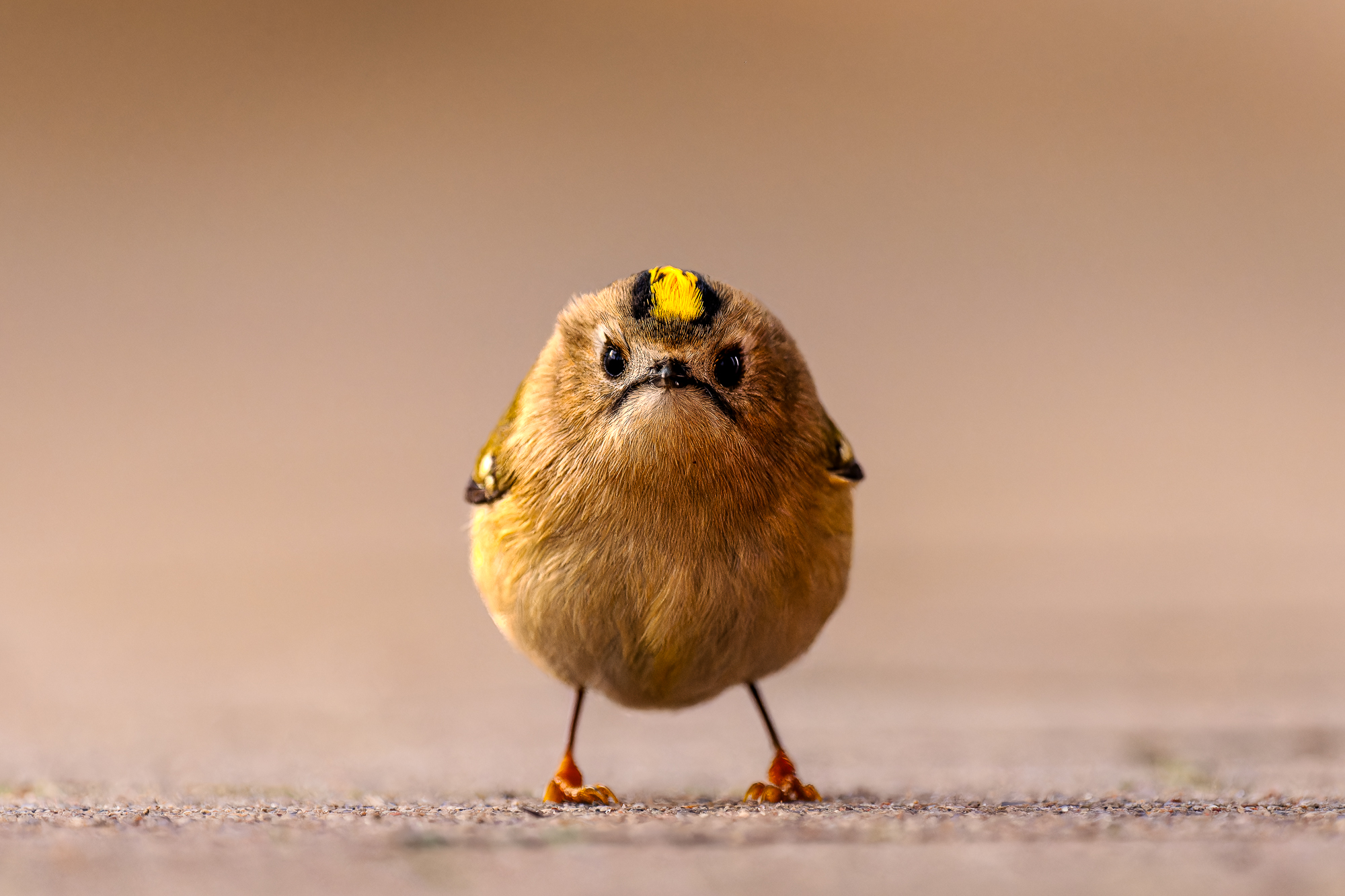 Credit: Jan Wittmer/Nikon Comedy Wildlife Awards