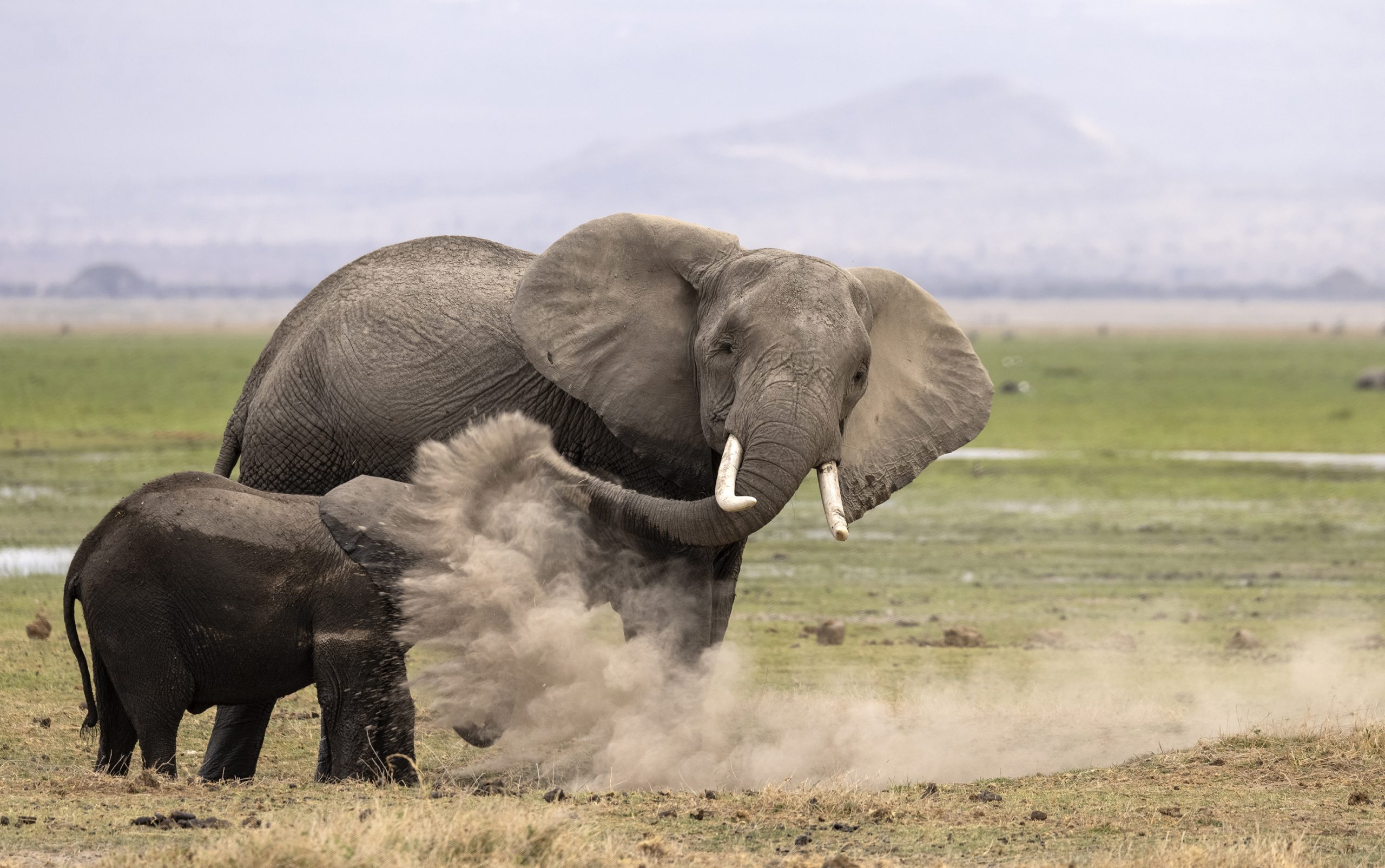 Credit: Heather Cudworth/Nikon Comedy Wildlife Awards