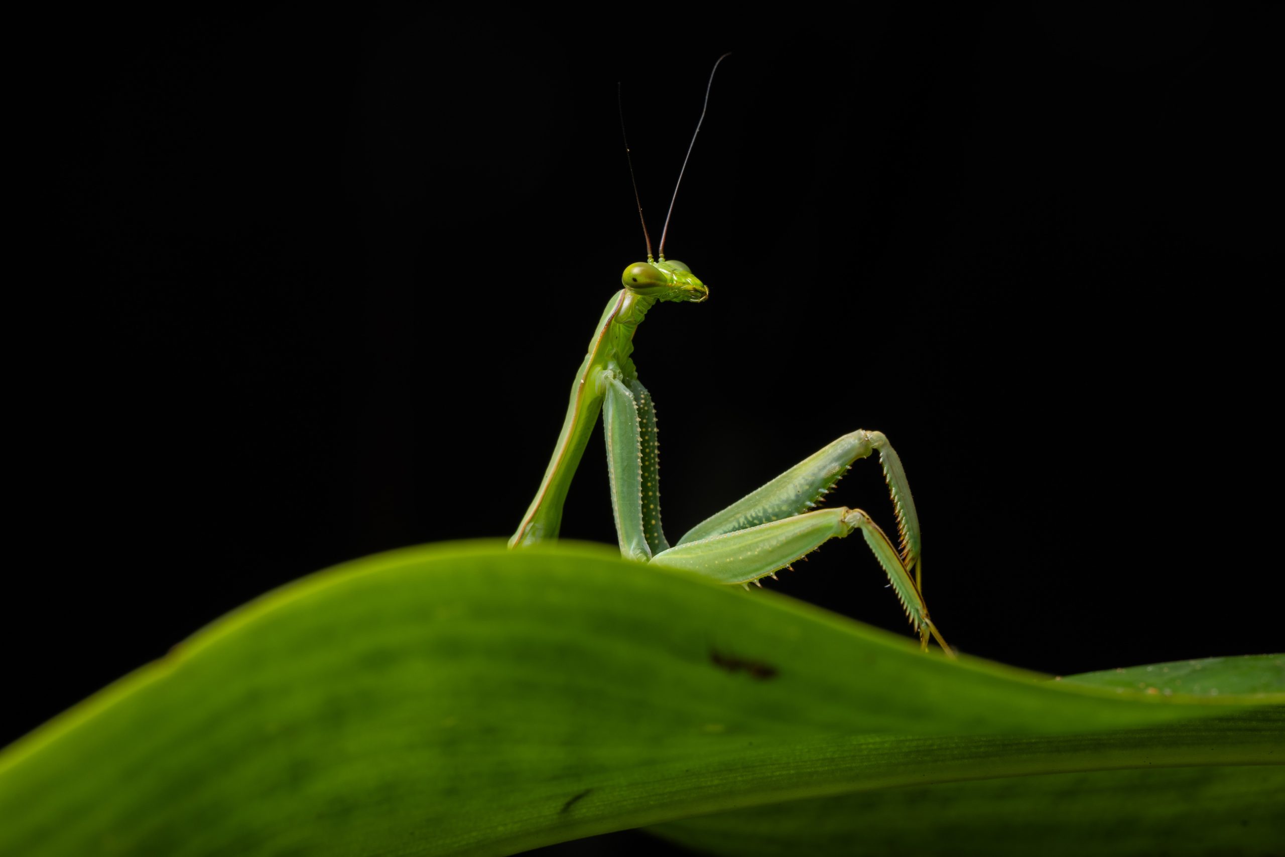 Sexy Mantis by Diego Perez
