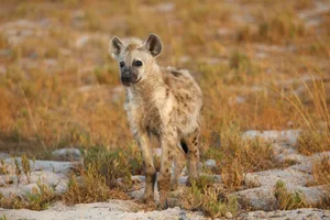 A spotted hyena in Liuwa Plain National Park, Zambia. © Martina Katz/Getty A solitary hyena standing amongst grass.