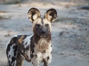 African wild dog. © Megan Shersby African wild dog in South Luangwa National Park, Zambia. © Megan Shersby