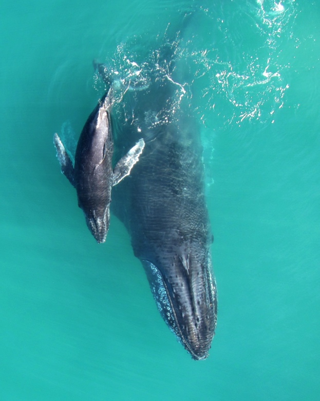Mother-calf20pair20in20Exmouth20Gulf2028credit_20623-8d48df1