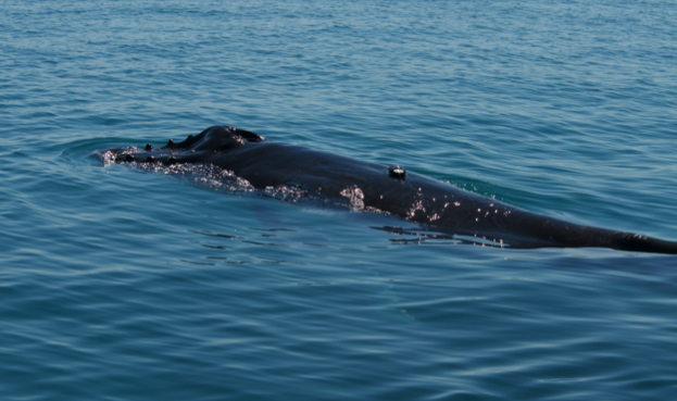 Humpback20whale20calf20wearing20a20Dtag20in20Exmouth20Gulf2028credit-20Line20Hermannsen2920_20623-5478dd1