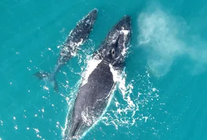 Mother_calf-pair-in-Exmouth-Gulf-credit.-Fredrik-Christiansen-_-623-e6b8e14