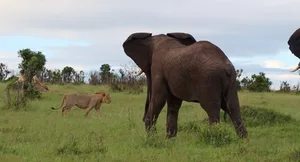 Screenshot 2025-09-25 at 14.50.45 Elephant charging lion