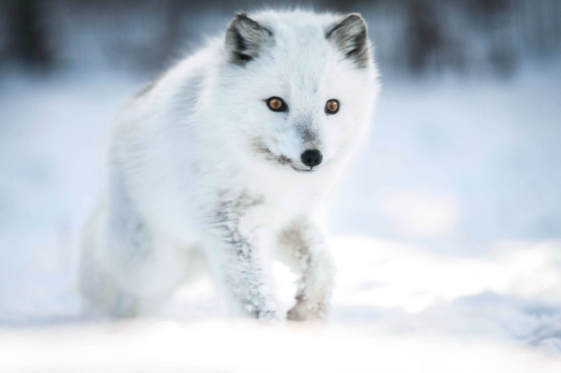 Arctic fox