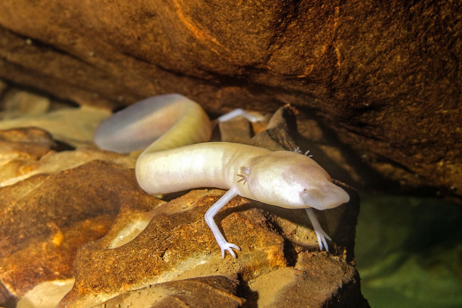 Olm in a cave