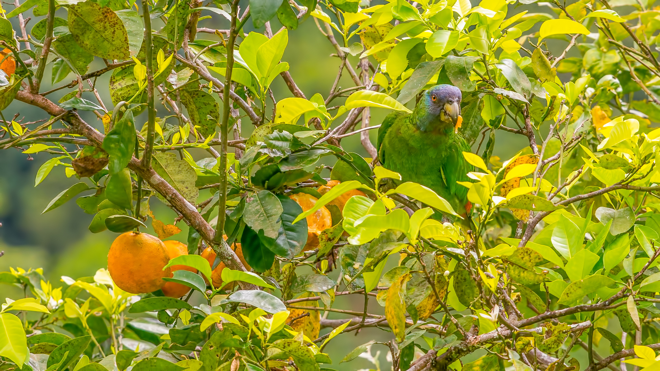 Parrot in forest