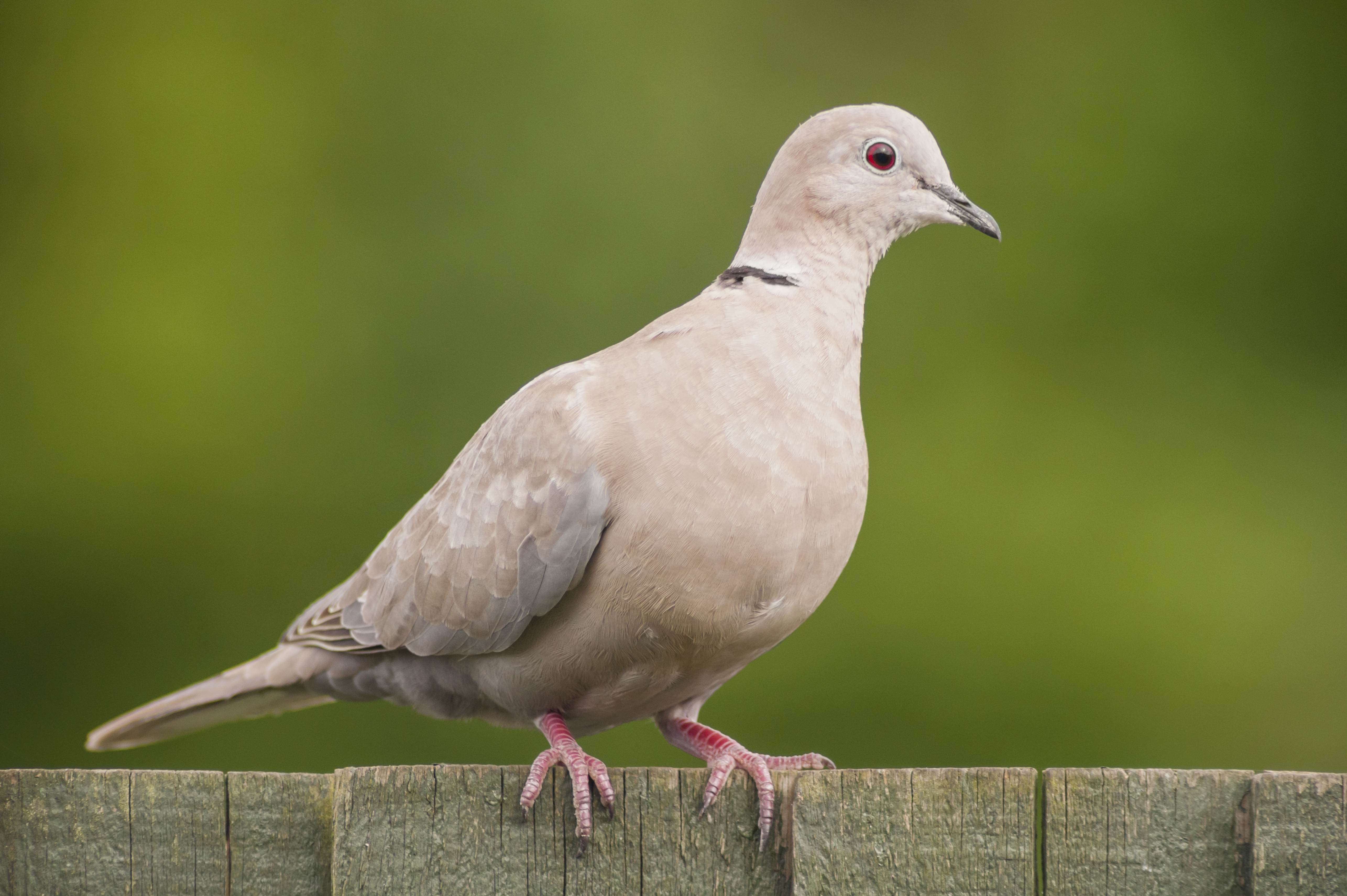 A Collared Dove (Streptopelia decaocto)