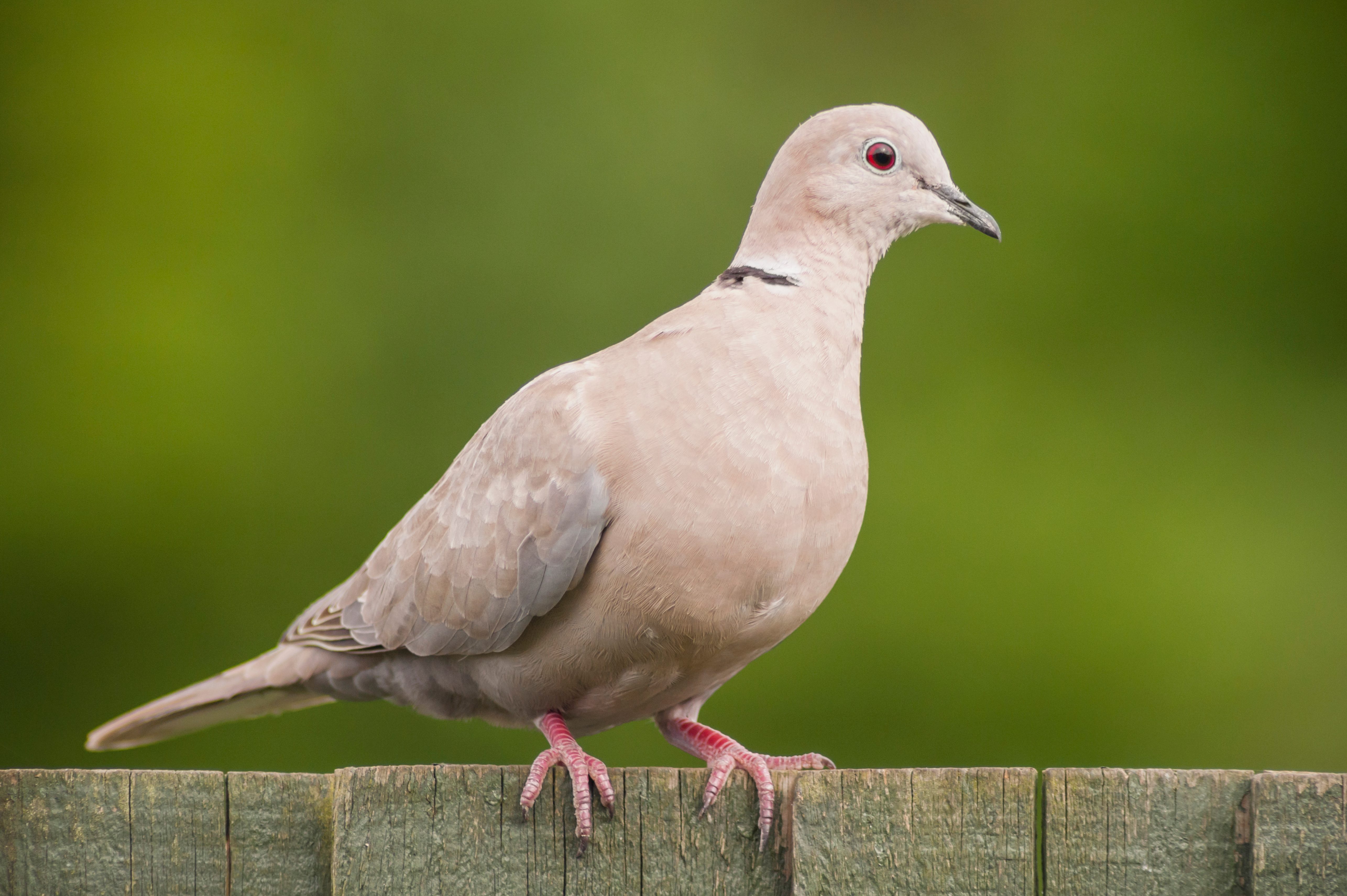 A Collared Dove (Streptopelia decaocto)