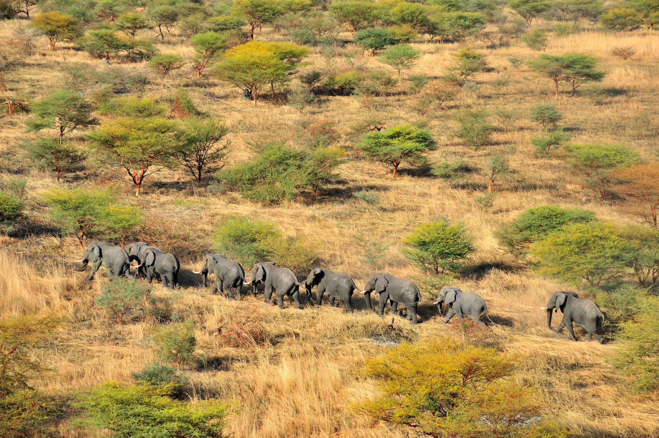 African bush elephants