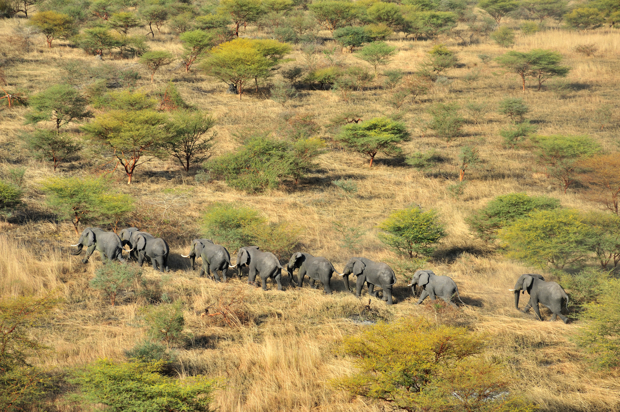 African bush elephants